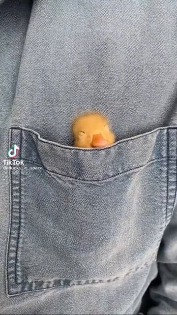 cute sleepy duck #shorts #duck #animals #fyp смотреть онлайн