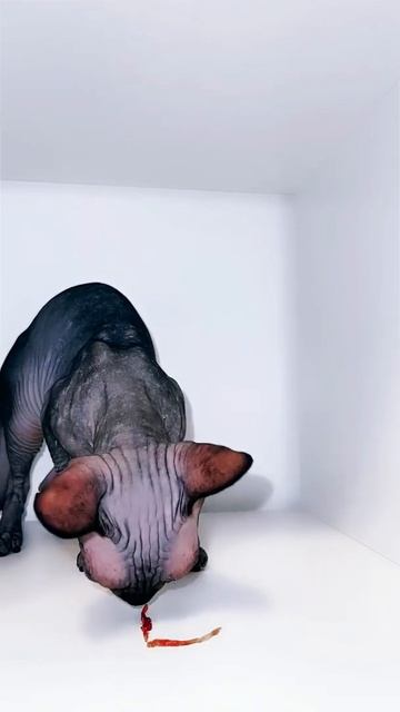 Какие вкусняшки можно давать лысой кошке сфинкс смотреть онлайн