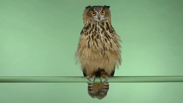 Филин на хромакее3 (Для свободного пользования) смотреть онлайн