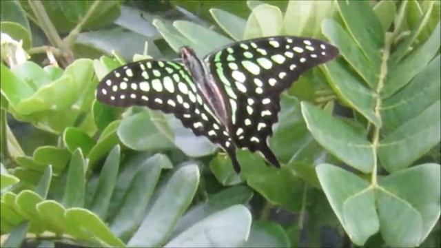 Tailed Jay Butterfly смотреть онлайн