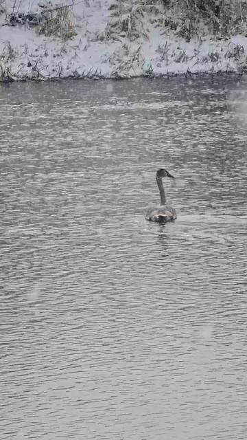 Лебедь на реке Сейм / Зимняя природа смотреть онлайн