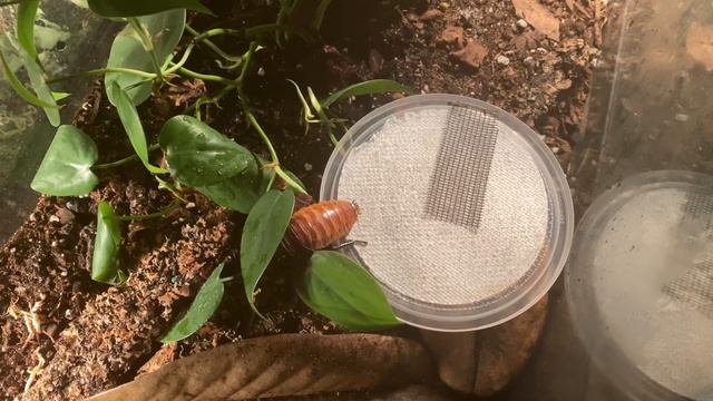 GIANT ISLANDER ROACHES | gromphadorhina portentosa смотреть онлайн