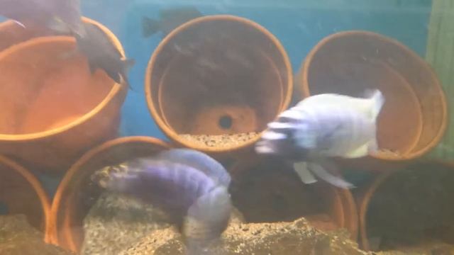 Maylandia zebra klassisk BB (Black & Blue) смотреть онлайн