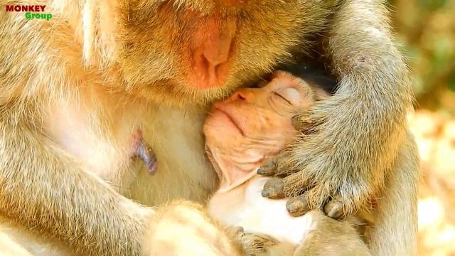 Baby Gino hurt much on special point, Brother monkey drag Gino so hard смотреть онлайн