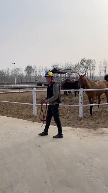 Horse mating cute - Most breeding horse смотреть онлайн