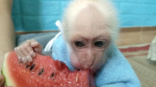 Obedient! Baby Monkeys Su, MiMi And KuKu Sitting Wait Mom Cut Watermelon