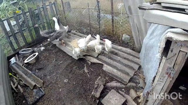 Влог/жизнь в деревне/простая жизнь и все такое смотреть онлайн
