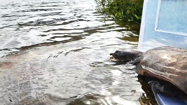 The release of Ah Fook (Asiatic Softshell Turtle) смотреть онлайн