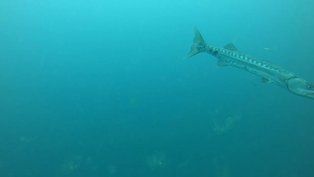 A shark and barracuda check out the camera on the way down to the bottom смотреть онлайн