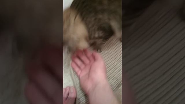 Кот приносит мячик смотреть онлайн