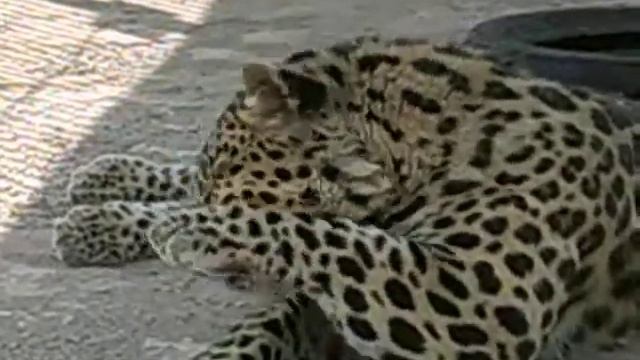 Большой кот моется! смотреть онлайн