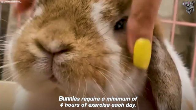 Pet bunny will eat ANYTHING! Funny and cute rabbit | The Koala смотреть онлайн