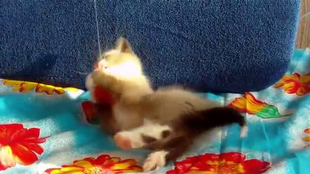 13 CUTE KITTEN SNOWSHOE смотреть онлайн