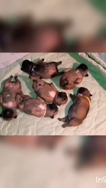 Две недели как..... #frenchbulldog #puppy #французскийбульдог #dog #frenchie #bulldog #собака #игра смотреть онлайн