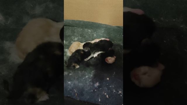 Кошка окотилась день 3- ий смотреть онлайн