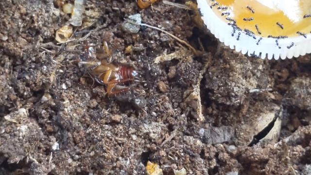 Camponotus novaeboracensis and Monomorium minimum try roaches for the first time! смотреть онлайн