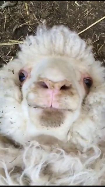 Sheep laugh funny sound смотреть онлайн