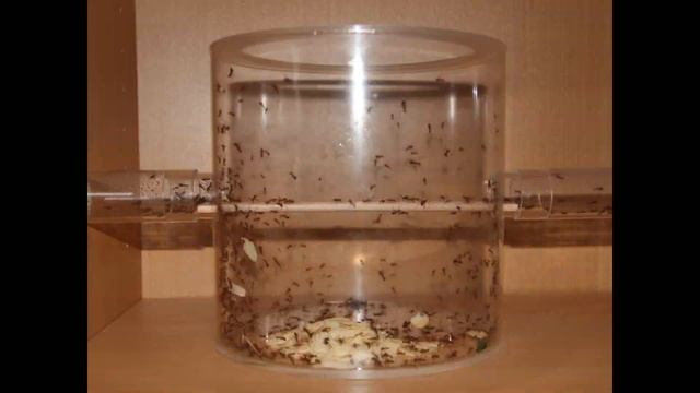Atta cephalotes Zeitraffer смотреть онлайн