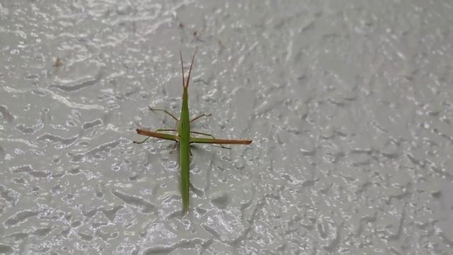 ショウリョウバッタ（精霊蝗虫）の子供 Acrida cinerea 2019.7.31 смотреть онлайн