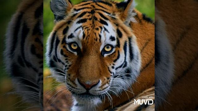 DJ LIGHTER Featuring DAV!D (데이비드) - Tiger (Picmove video) смотреть онлайн