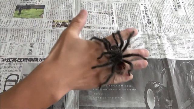 最終脱皮を迎えたエントレリオスタランチュラをハンドリングしてみた　Grammostola iheringi смотреть онлайн