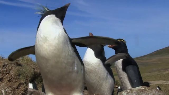 Sensory: BBC Wildlife Director John Downer & Point of View filmmaking смотреть онлайн