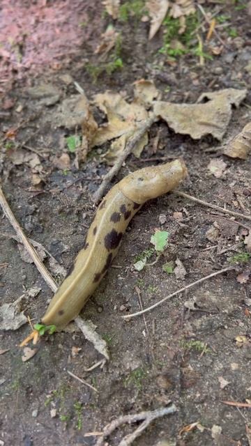 Big slug #shorts смотреть онлайн