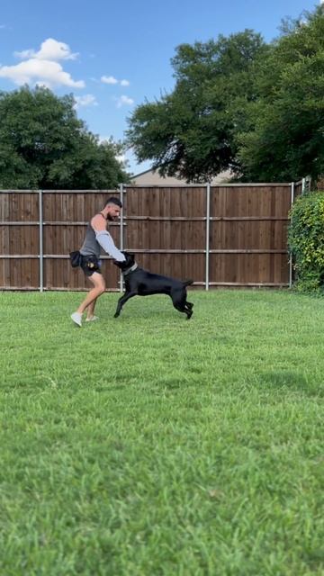 Cane Corso Bite work. #canecorsolovers #dogtrainingtips #howto смотреть онлайн