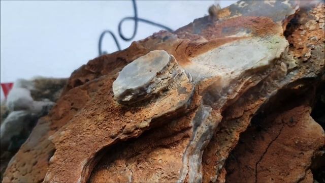 Harpegnathos Venator / Avlanan Samuraylar / Egzotik Türler смотреть онлайн