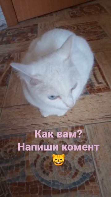 Песня про бусю смотреть онлайн