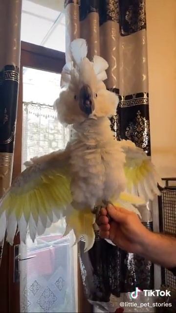 How the Cockatoo Parrot dances. Как танцует Попугай Какаду. #shorts смотреть онлайн