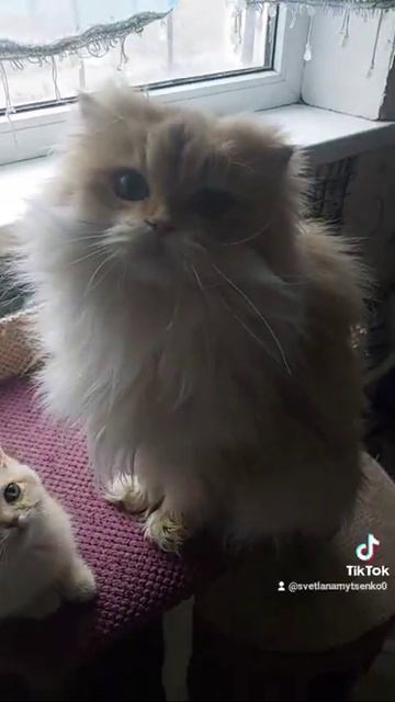 Ну скажите , правда я красивая? И имя у меня Няша, тоже красивое!💗💗💗💗💗🔥🔥🔥🔥🔥🔥 смотреть онлайн