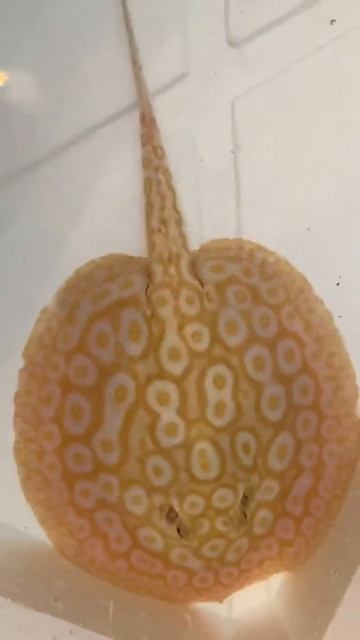 PotamotryginJabutiAlbino смотреть онлайн