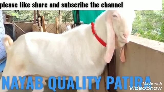 #BREEDER#QUALITY#PATIRA# смотреть онлайн