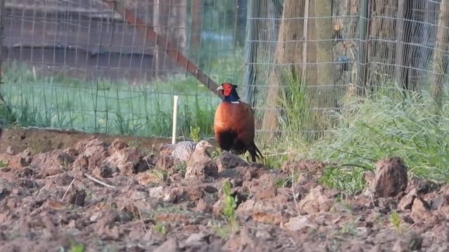 Meneer en madam fazant op stap (Nikon Coolpix p1000) смотреть онлайн