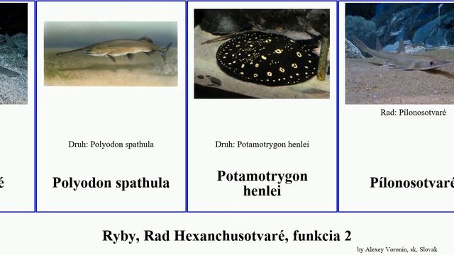 Ryby, Rad Hexanchusotvaré, funkcia 2 mihuľa fish niger johnsonii obesus stellatus Pílonosotvaré смотреть онлайн