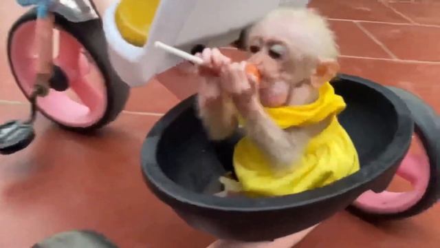 Monkey BabyTom|Baby rides a bike carrying Monkey's sister Bon Bon and eats lollipops,BonBon is happ смотреть онлайн