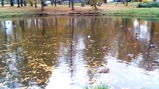 Петергоф, утки в луже. смотреть онлайн