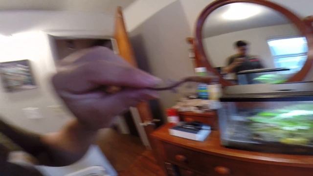 Salamander Habitat смотреть онлайн