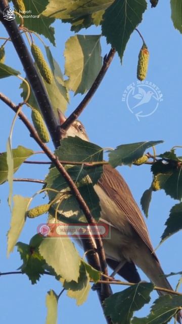 #shorts #shortvideo смотреть онлайн