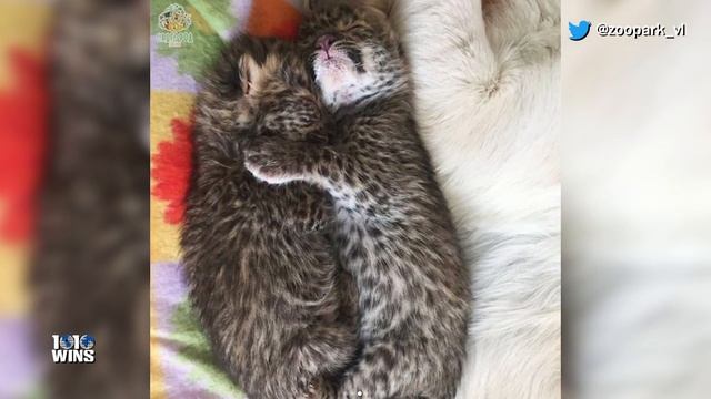 Golden Retriever Nurses Orphaned Baby Leopard Cubs смотреть онлайн
