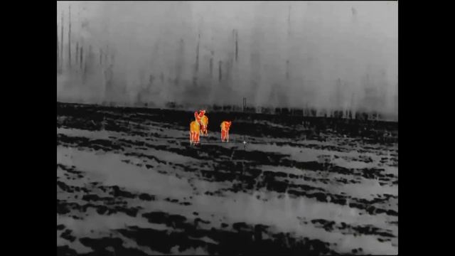 Охота на косулю с подхода зимой 2023.Быстрая охота. смотреть онлайн