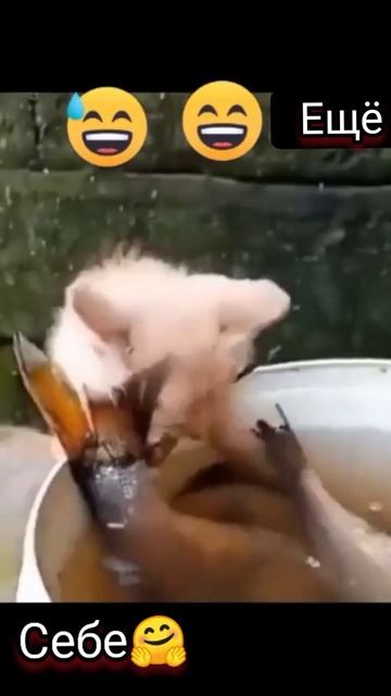 жить как говориться🤗хорошо💯 приколы 🐱 кот#котики #друзья #мойпацан #приколы #рекомендации #shorts смотреть онлайн