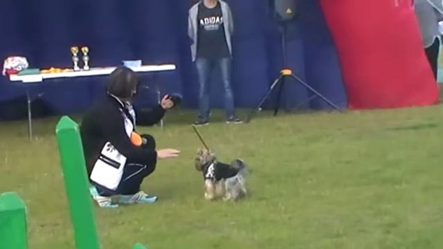 Дог шоу Радужный смотреть онлайн