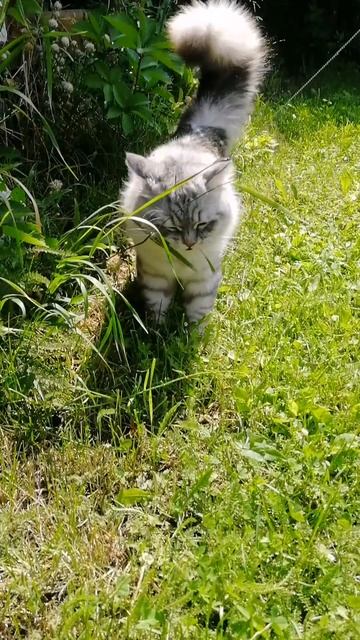 Сибирский кот Тиша на прогулке. ищем новый дом для этого красавца. смотреть онлайн