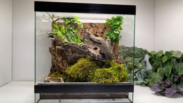 Poecilotheria metallica terrarium - cleaning & rebuild / Реновиране на терариум за тарантула смотреть онлайн