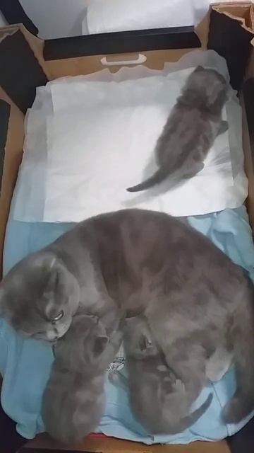 Милые котята и мама-кошка! 🐱🐱🐱🐈🐽 смотреть онлайн