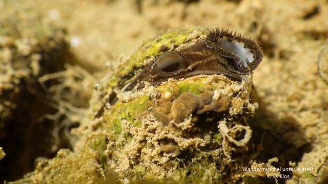 Wandermuschel unter Wasser смотреть онлайн