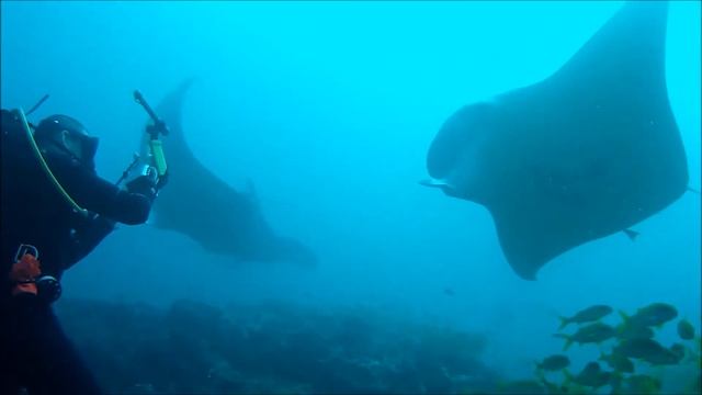 Maldives 2014 - Best Manta Ray Dive смотреть онлайн