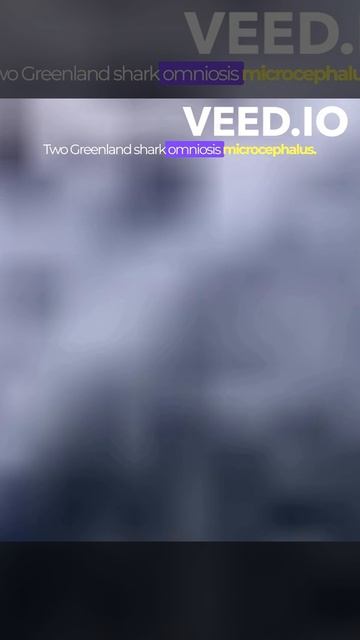 Top 3 Longest Living Animals on Earth#ytshorts #shorts смотреть онлайн